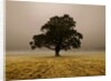 Single Tree in mist and fog by Assaf Frank